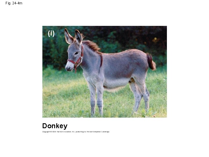 Fig. 24 -4 m (i) Donkey 