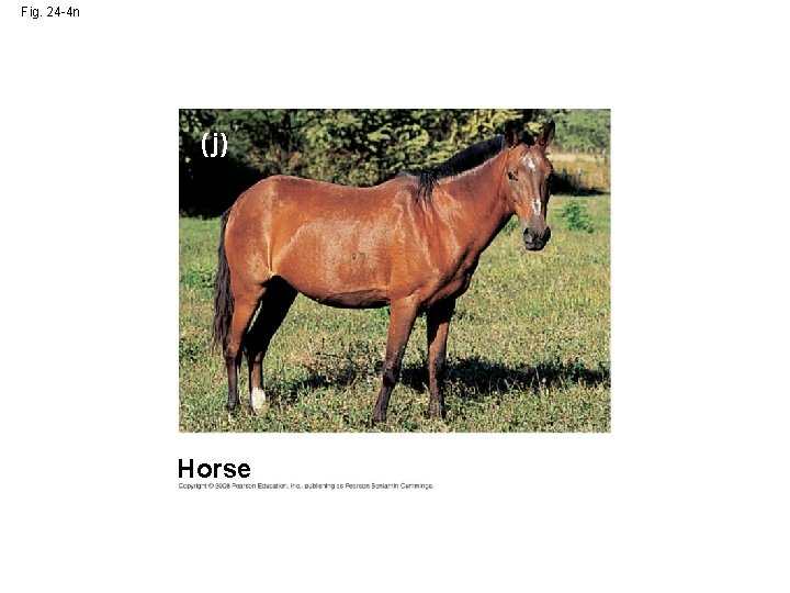 Fig. 24 -4 n ( j) Horse 