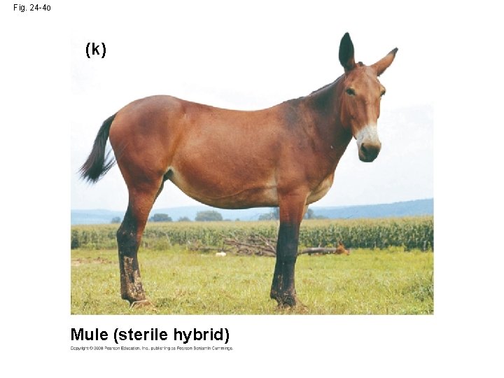 Fig. 24 -4 o (k) Mule (sterile hybrid) 