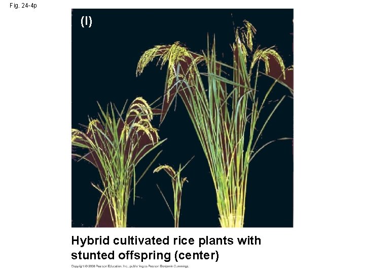 Fig. 24 -4 p (l) Hybrid cultivated rice plants with stunted offspring (center) 