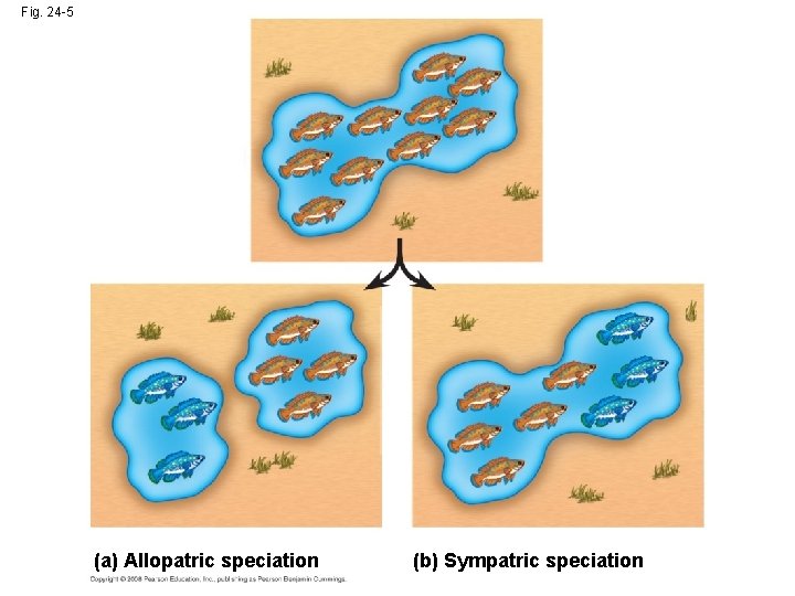 Fig. 24 -5 (a) Allopatric speciation (b) Sympatric speciation 