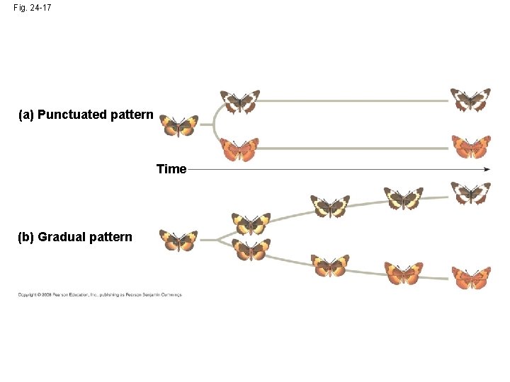 Fig. 24 -17 (a) Punctuated pattern Time (b) Gradual pattern 