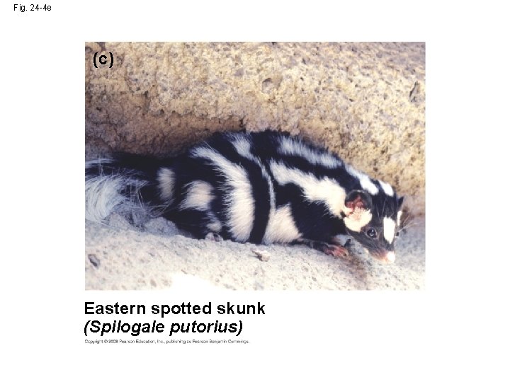 Fig. 24 -4 e (c) Eastern spotted skunk (Spilogale putorius) 