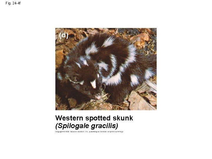 Fig. 24 -4 f (d) Western spotted skunk (Spilogale gracilis) 