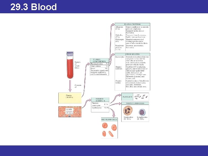 29. 3 Blood 
