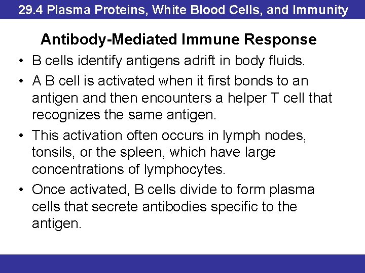 29. 4 Plasma Proteins, White Blood Cells, and Immunity Antibody-Mediated Immune Response • B