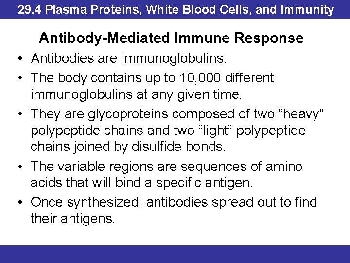 29. 4 Plasma Proteins, White Blood Cells, and Immunity Antibody-Mediated Immune Response • Antibodies