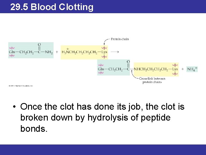 29. 5 Blood Clotting • Once the clot has done its job, the clot