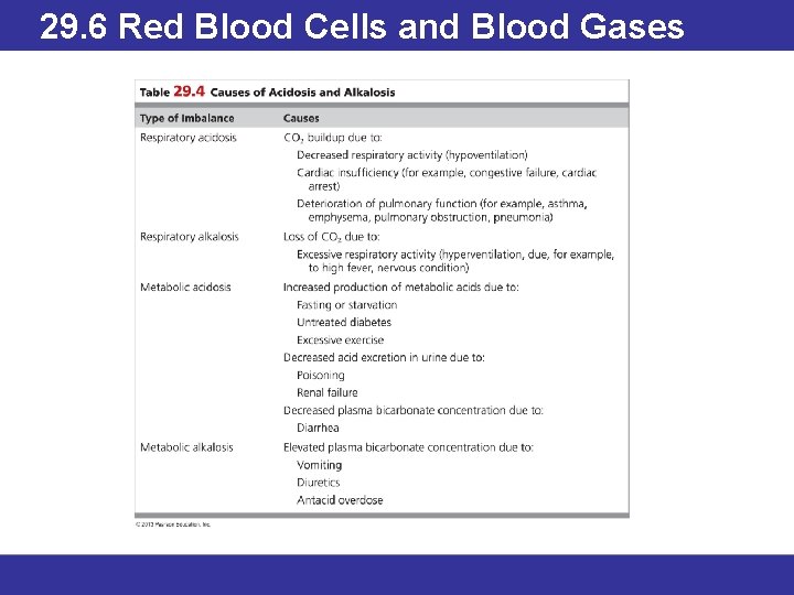 29. 6 Red Blood Cells and Blood Gases 