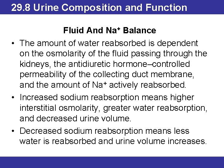 29. 8 Urine Composition and Function Fluid And Na+ Balance • The amount of