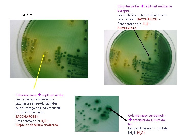 Lecture Colonies jaune le p. H est acide. Les bactéries fermentent le saccharose en