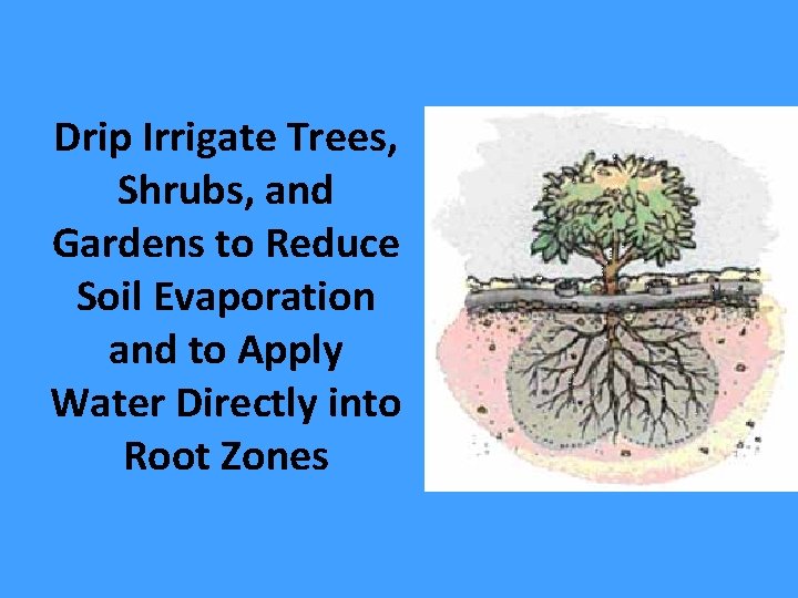 Drip Irrigate Trees, Shrubs, and Gardens to Reduce Soil Evaporation and to Apply Water
