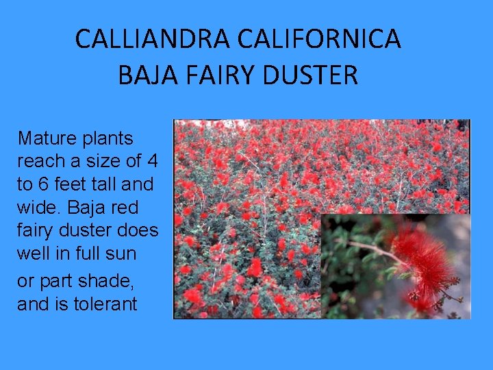 CALLIANDRA CALIFORNICA BAJA FAIRY DUSTER Mature plants reach a size of 4 to 6