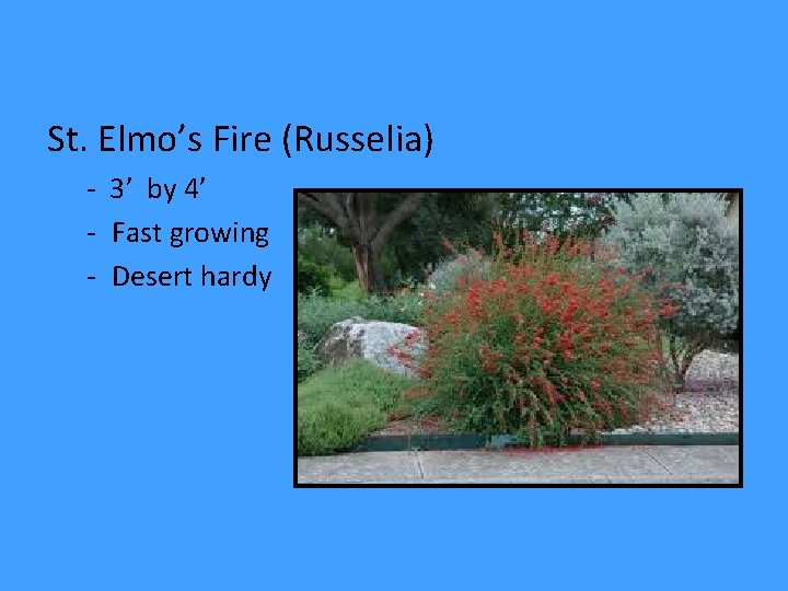 St. Elmo’s Fire (Russelia) - 3’ by 4’ - Fast growing - Desert hardy