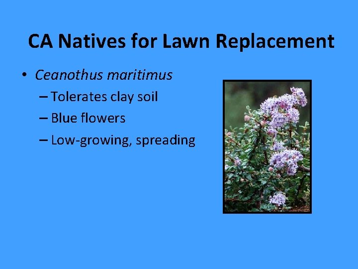 CA Natives for Lawn Replacement • Ceanothus maritimus – Tolerates clay soil – Blue