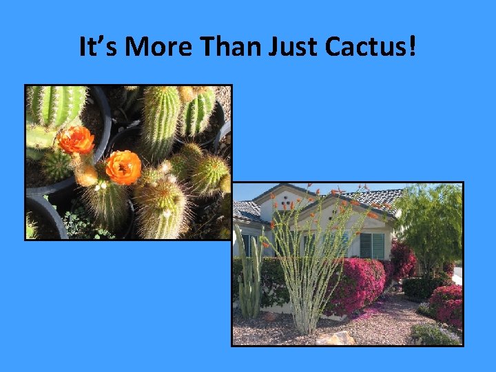 It’s More Than Just Cactus! 