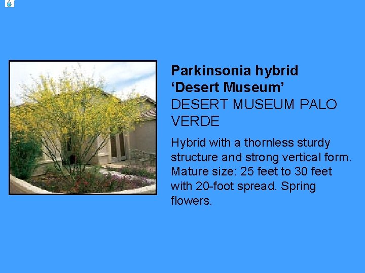 Parkinsonia hybrid ‘Desert Museum’ DESERT MUSEUM PALO VERDE Hybrid with a thornless sturdy structure