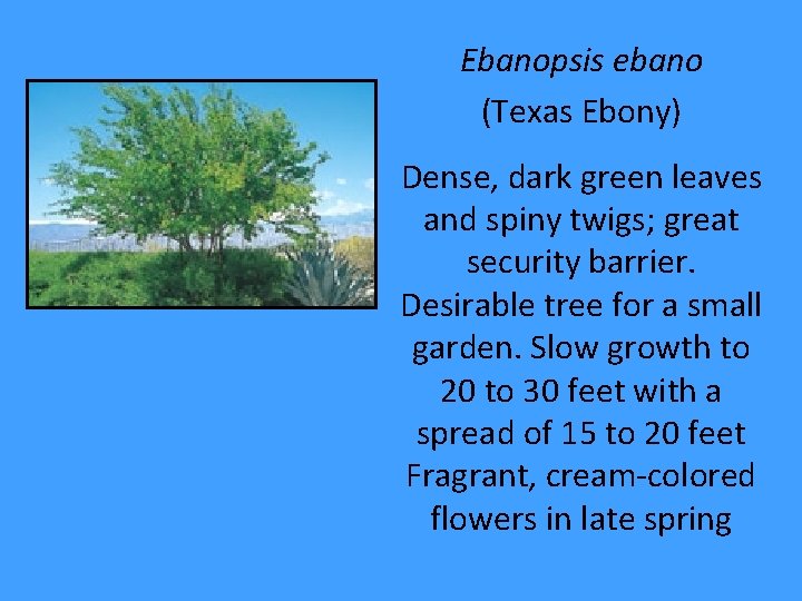 Ebanopsis ebano (Texas Ebony) Dense, dark green leaves and spiny twigs; great security barrier.