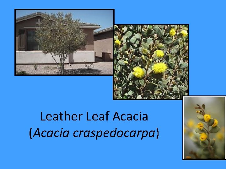 Leather Leaf Acacia (Acacia craspedocarpa) 