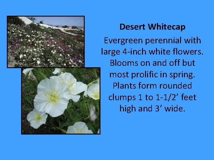 Desert Whitecap Evergreen perennial with large 4 -inch white flowers. Blooms on and off