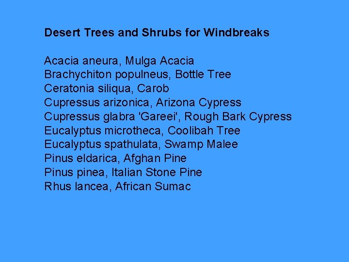 Desert Trees and Shrubs for Windbreaks Acacia aneura, Mulga Acacia Brachychiton populneus, Bottle Tree