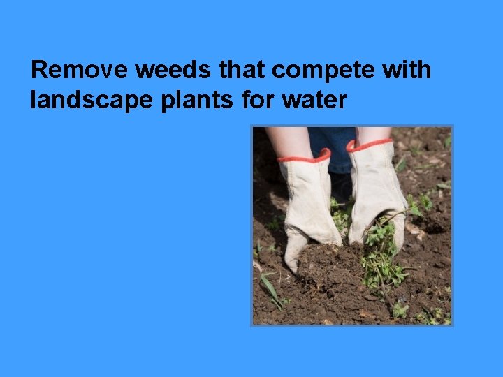 Remove weeds that compete with landscape plants for water 
