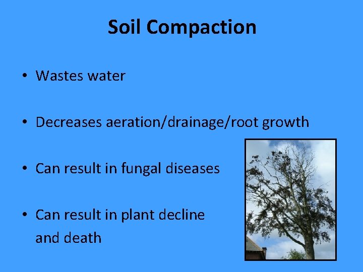 Soil Compaction • Wastes water • Decreases aeration/drainage/root growth • Can result in fungal