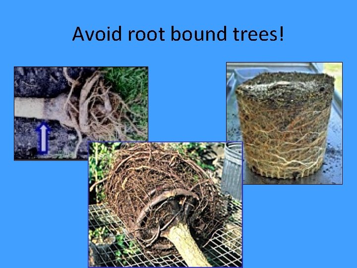 Avoid root bound trees! 