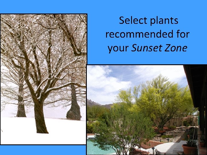 Select plants recommended for your Sunset Zone 