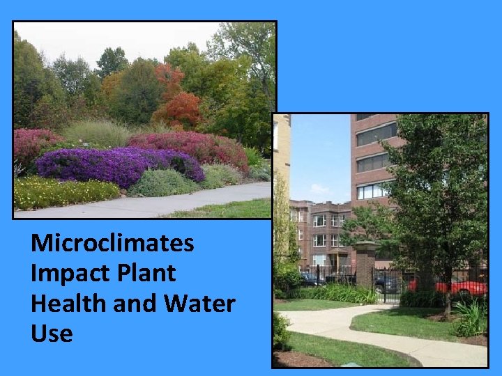 Microclimates Impact Plant Health and Water Use 