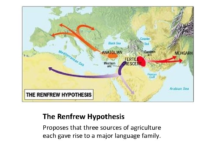 The Renfrew Hypothesis Proposes that three sources of agriculture each gave rise to a