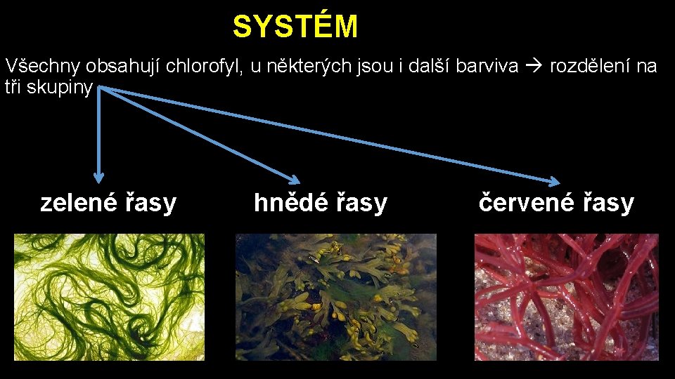 SYSTÉM Všechny obsahují chlorofyl, u některých jsou i další barviva rozdělení na tři skupiny