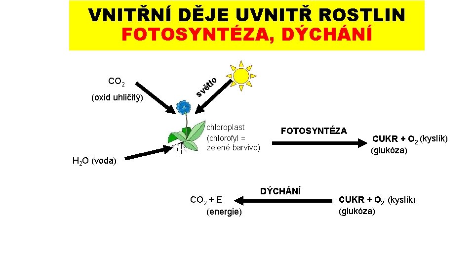 VNITŘNÍ DĚJE UVNITŘ ROSTLIN FOTOSYNTÉZA, DÝCHÁNÍ CO 2 (oxid uhličitý) sv lo t ě