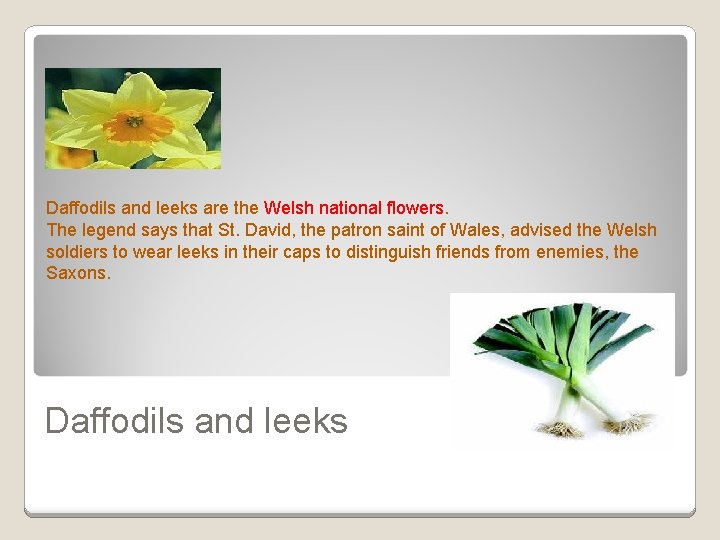 Daffodils and leeks are the Welsh national flowers. The legend says that St. David,
