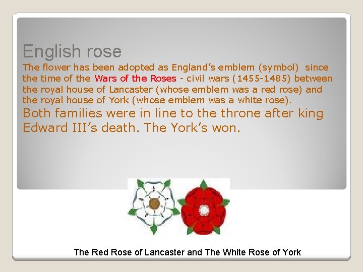 English rose The flower has been adopted as England’s emblem (symbol) since the time