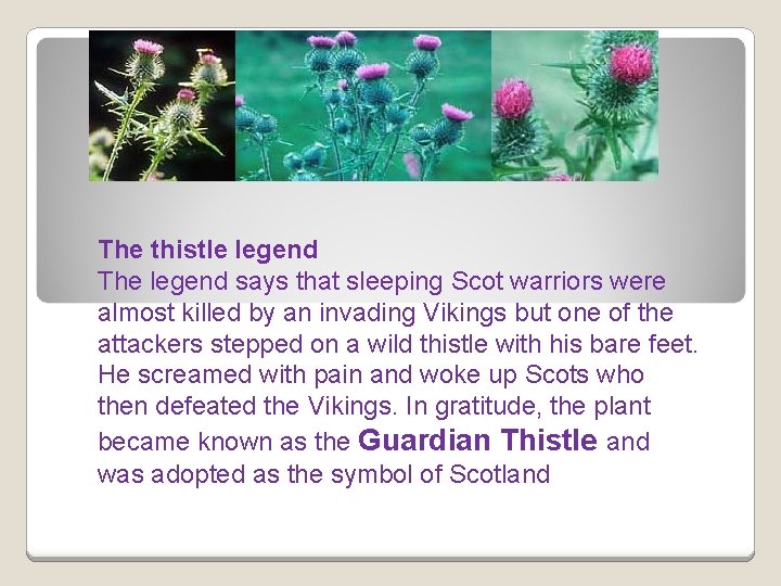 The thistle legend The legend says that sleeping Scot warriors were almost killed by