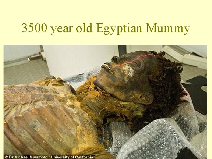 3500 year old Egyptian Mummy 