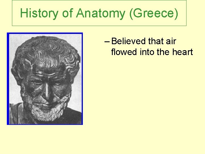 History of Anatomy (Greece) – Believed that air flowed into the heart 