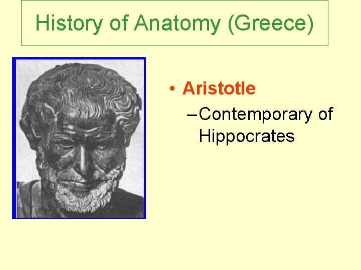 History of Anatomy (Greece) • Aristotle – Contemporary of Hippocrates 