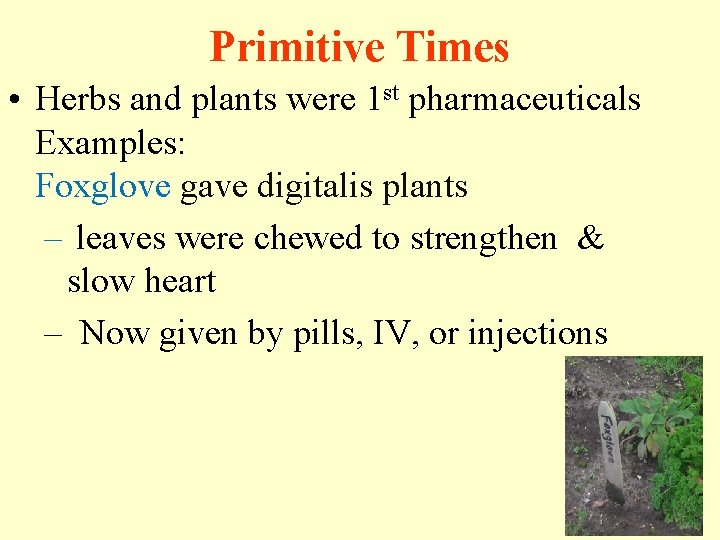 Primitive Times • Herbs and plants were 1 st pharmaceuticals Examples: Foxglove gave digitalis