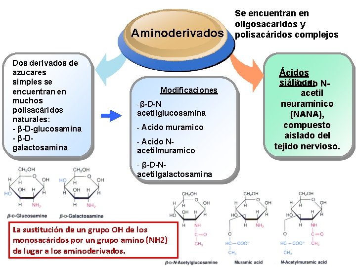 Aminoderivados Dos derivados de azucares simples se encuentran en muchos polisacáridos naturales: - β-D-glucosamina