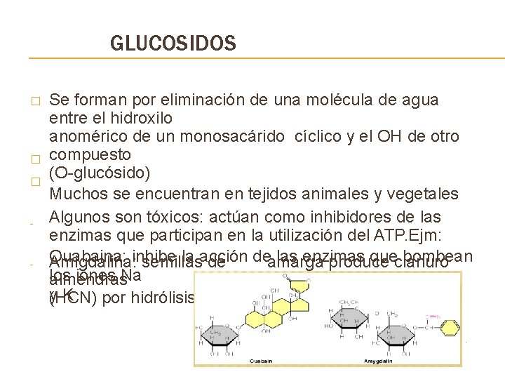 GLUCOSIDOS � � � - Se forman por eliminación de una molécula de agua