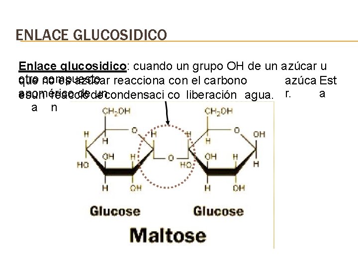 ENLACE GLUCOSIDICO Enlace glucosidico: cuando un grupo OH de un azúcar u otro compuesto