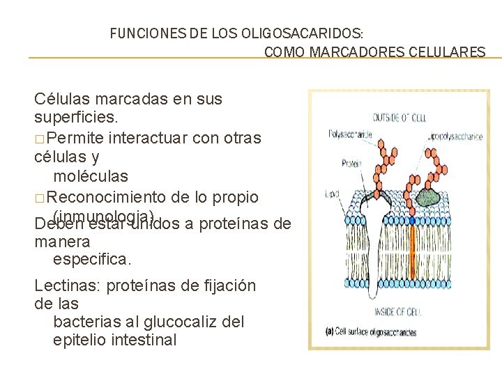 FUNCIONES DE LOS OLIGOSACARIDOS: COMO MARCADORES CELULARES Células marcadas en sus superficies. � Permite
