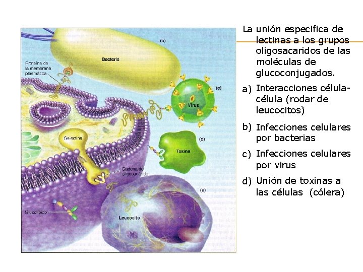 La unión especifica de lectinas a los grupos oligosacaridos de las moléculas de glucoconjugados.