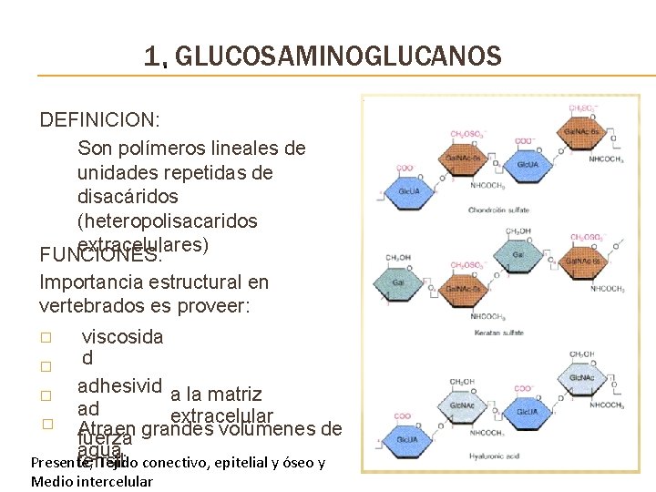 1. • GLUCOSAMINOGLUCANOS DEFINICION: Son polímeros lineales de unidades repetidas de disacáridos (heteropolisacaridos extracelulares)