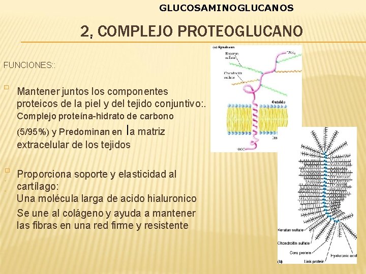 GLUCOSAMINOGLUCANOS 2. • COMPLEJO PROTEOGLUCANO FUNCIONES: : � Mantener juntos los componentes proteicos de