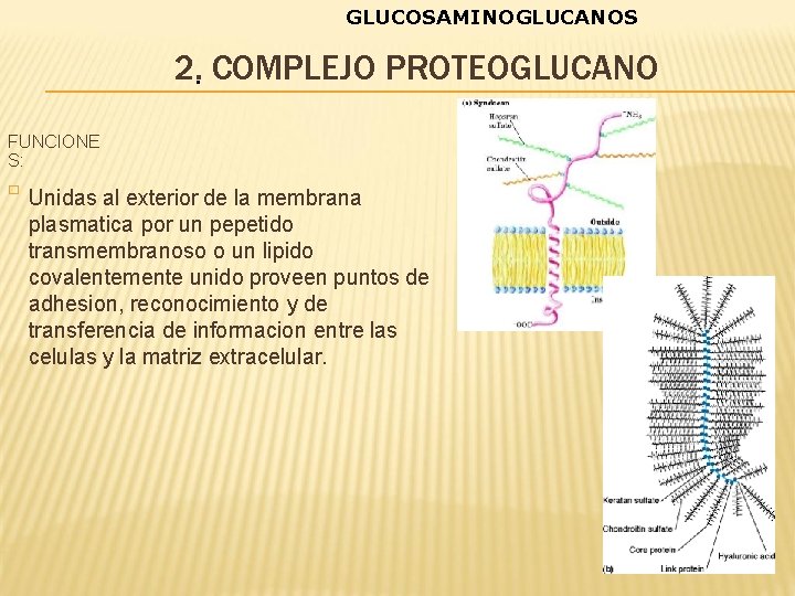 GLUCOSAMINOGLUCANOS 2. • COMPLEJO PROTEOGLUCANO FUNCIONE S: � Unidas al exterior de la membrana