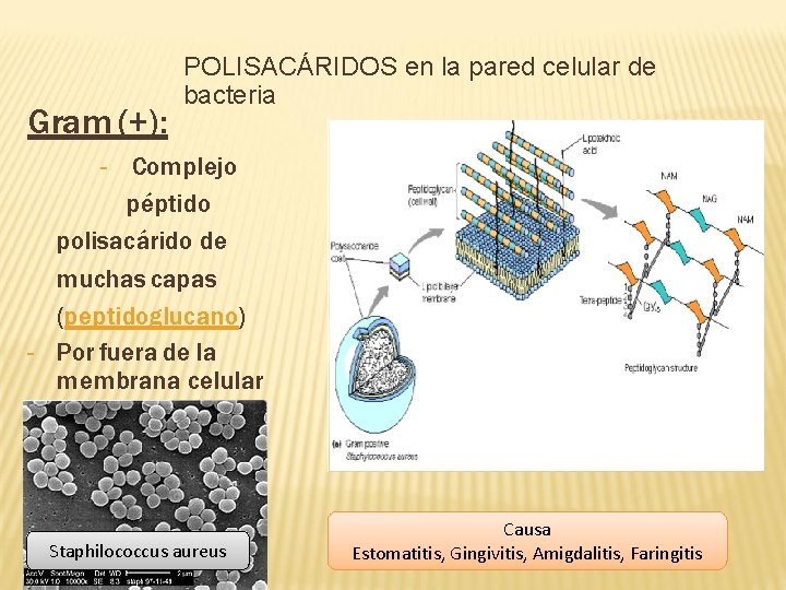 Gram (+): POLISACÁRIDOS en la pared celular de D LA CELULA BACTERIA bacteria E