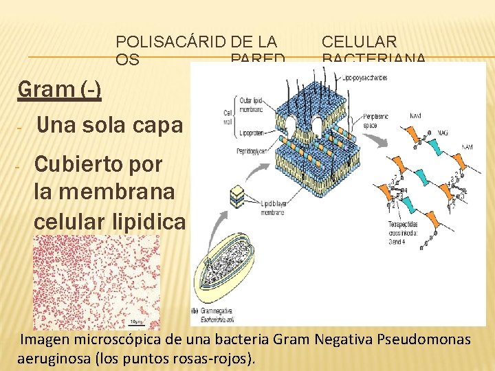 POLISACÁRID DE LA OS PARED CELULAR BACTERIANA Gram (-) - Una sola capa -